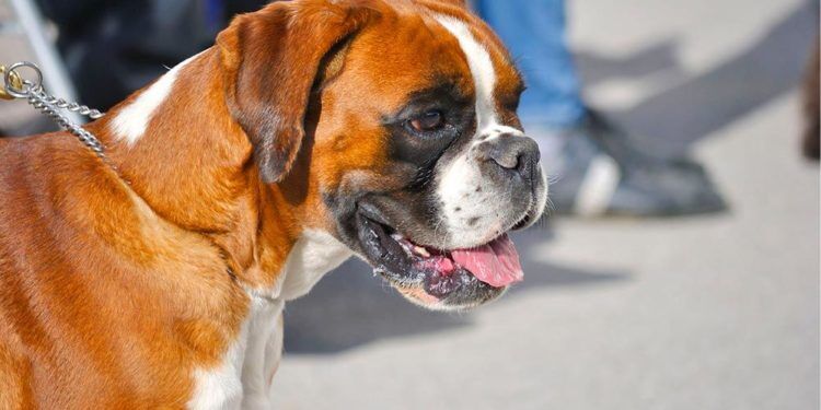 5 Best Dog Crates for Boxers in [2023] - DogStruggles